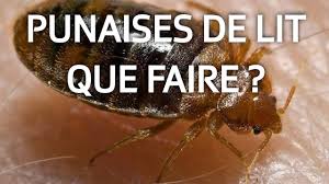 Ceci évitera d'infester à nouveau la totalité du linge. Les Punaises De Lit Comment S En Debarrasser A Bon Entendeur Youtube