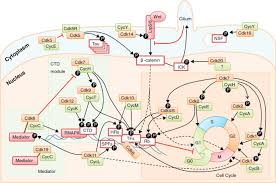 We did not find results for: Cyclin Dependent Kinases Genome Biology Full Text