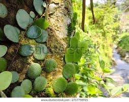 Image result for Pyrrosia stolzii