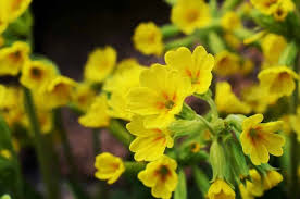 What flowers bloom in spring in ireland. 10 Beautiful Native Irish Wildflowers To Look For This Spring And Summer