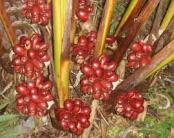 Image result for Aframomum alboviolaceum