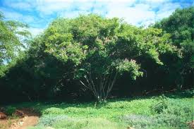 Image result for Millettia grandis