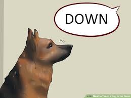 How To Teach A Dog To Lie Down With Pictures Pitbull Mix Puppies Dog Recall Dog Shaking