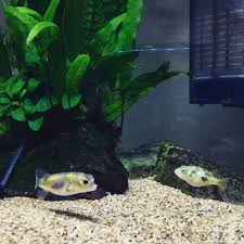 ofugutan さんのinstagramをピンしています 見合って見合って フグ 南米淡水フグ アベニーパファー animal pet aquarium amazonpuffer dwarfpuffer アクアリウム 水 fish pet pets instagram posts