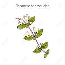 日本のスイカズラ スイカズラ、薬用植物のイラスト素材・ベクター Image 74473836