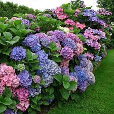 Knollwood Garden Center And Landscaping Hydrangeas Growing Hydrangeas Planting Hydrangeas Hydrangea Garden