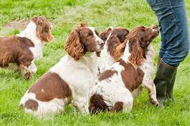 Why Does My Springer Spaniel Follow Me Around Everywhere Embora Pets