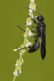 Black And White Wasp Like Insect Uk Fabulously Intriguing Facts About Great Black Wasps Wasp Black Facts