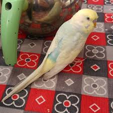 Budgie Budgies Budgielover Budgielife Budgiebird Budgiebreeder Budgieart Budgie Budgies Budgielover B Budgies Bird Budgies Animals
