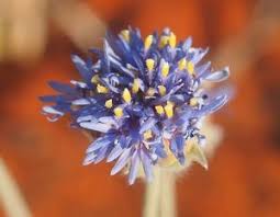 Image result for Goodeniaceae
