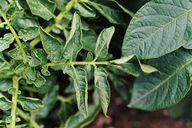 葉巻病 はまきびょう 農業害虫や病害の防除 農薬情報 病害虫 雑草の情報基地 全国農村教育協会