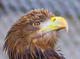 Image result for Sea Eagle Jigsaw Puzzle