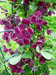 Die anspruchslose akebia hat sehr filigrane blätter die bis zum winter an der pflanze haften bleiben und daher sehr gut. Akebie Peticetna Kvet Akebia Quinata Winter Plants Garden Vines Plants