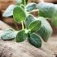 Herbal Meet Up Group: Free Gathering for Medicinal Plant Enthusiasts