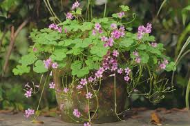 Image result for Oxalis debilis