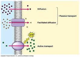 Check spelling or type a new query. Movement Diffusion Osmosis A Level Biology Revision Notes