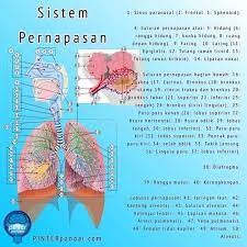 Sistem Pernapasan Fungsi Fakta Organ Anatomi Manusia Anatomi Manusia Anatomi Sinus Paranasal