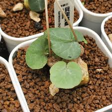 Image result for Dorstenia barnimiana