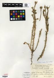 Image result for Portulaca kermesina