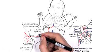 foetal fetal circulation