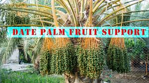 As it matures, the tree loses its lower branches and becomes a tall and very imposing plant. Date Palm Pollination Easy And Effective Method Youtube