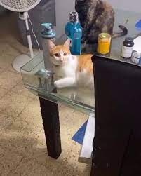 Reaction To Broccoli Funny Animal Videos Funny Animals Cat Memes