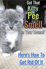 Cat Urine Stink How To Get Rid Of Cat Pee Smell Decluttering Your Life In 2020 Pee Smell Cat Pee Smell Cat Peeing In House