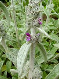 Image result for Stachys aculeolata