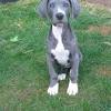 Wild blue great danes strives for excellence in conformation, temperment, balance, quality, structure, and health. 1