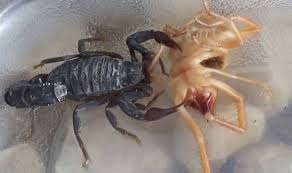 My goliath birdeater tarantula eat a large gerbil. 15 New Funny Camel Spider Video Funny Animals