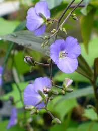 Image result for Dichorisandra