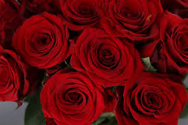 Maybe you would like to learn more about one of these? Rosas Rojas Variedades De Rosas Rojas