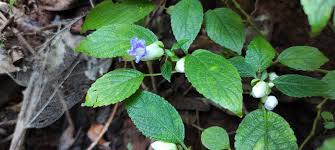 Image result for Strobilanthes