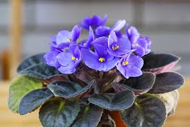 26 Cat Friendly Plants To Grow Indoors In 2020 African Violet Care African Violets Indoor Flowering Plants