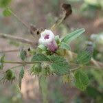 Image result for Ipomoea heterotricha