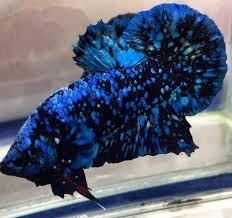 Ikan ini mempunyai bentuk dan karakter yang unik dan cenderung agresif dalam mempertahankan. Sejarah Dan Jenis Ikan Cupang Avatar Black Star Galaxy Yang Perlu Kamu Ketahui Ikan Hiasku