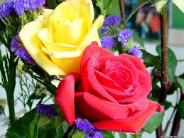Big Yellow And Red Roses Rose Beautiful Flowers Images Flowers