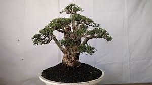 14 мин и 40 сек. Bonsai Buxus Harlandii 25 585 Youtube