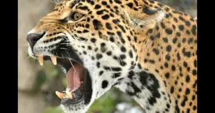 Top 10 Biggest Cats In The World Suprtop