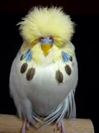 Daniel Lutolf Schauwellensittiche Wuerenlos Vogel Als Haustiere Hubsche Vogel Sittiche