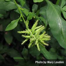 See full list on gardeningknowhow.com Plumbago Plumbago Auriculata Queensland Poisons Information Centre