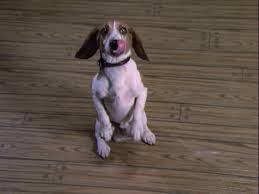 Murder She Wrote: It's A Dog's Life