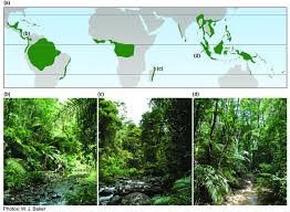A tropical rainforest is a treasure trove of biodiversity and is absolutely bursting with life. A The Global Distribution Of Tropical Rainforest Following Corlett Download Scientific Diagram