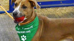 Learn how to housebreak a puppy in 6 days for free. Humane Society Closes Dog Adoptions Intakes To Prevent Distemper Fort Worth Star Telegram