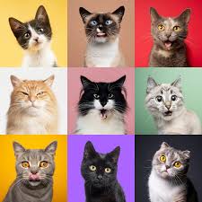 ‪Cats Have 276 Facial Expressions, According to a New Study‬‏