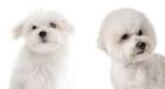Maltichon : Maltese & Bichon Frise Mix - Dog Breed Plus