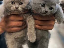 Antalya Kedi Ilanlari