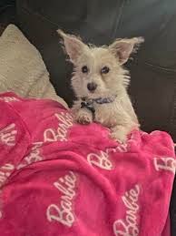 Reward for missing dog Spoony in SW 61st and Penn area