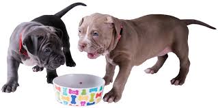 However, for many of the people that have had no prior closeness with pit bulls, i can assure you that there is more to them than masculinity and aggression. Blue Nose Pitbull Dog Breed Information And Owner S Guide Perfect Dog Breeds