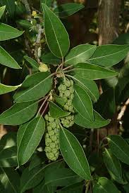Image result for Phytolacca dioica